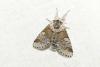 Furcula furcula